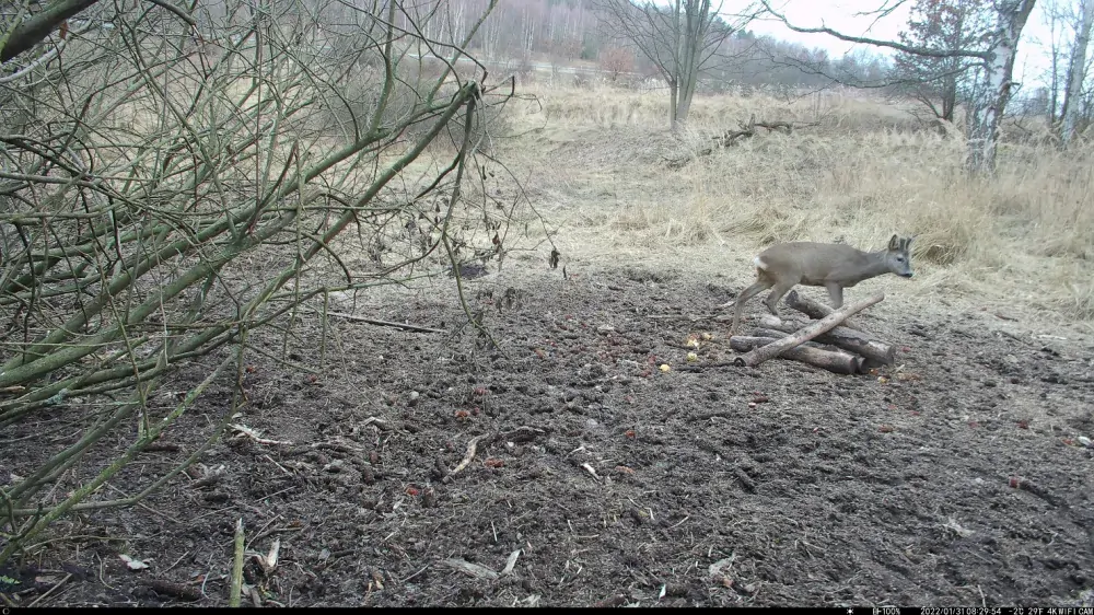 Fotopast OXE Tarantula WiFi 4K a solární panel + 32GB SD karta, 8ks baterií, stativ a doprava ZDARMA!