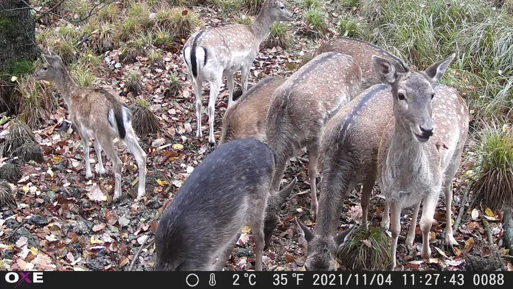 Fotopast OXE Gepard II a kovový box + 32GB SD karta, 4ks baterií a doprava ZDARMA!