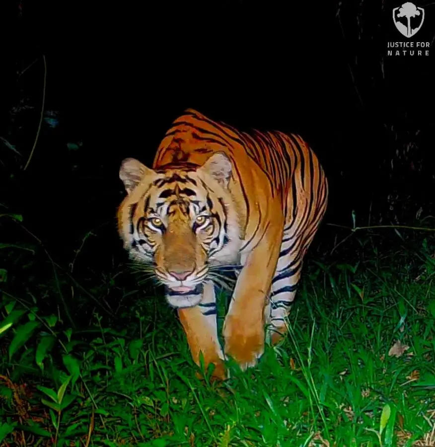 Fotopast KeepGuard KG795W a klasický dalekohled FOMEI 7-21x40 ZCF Zoom + 32GB SD karta, 8ks baterií a doprava ZDARMA!