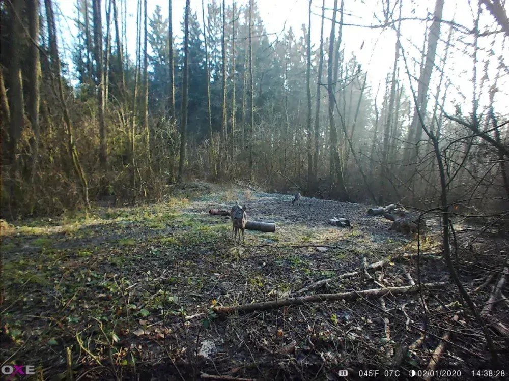 Fotopast OXE Panther 4G a klasický dalekohled FOMEI 7-21X40 ZCF Zoom + 32GB SD karta, SIM karta, 12ks baterii a doprava ZDARMA!