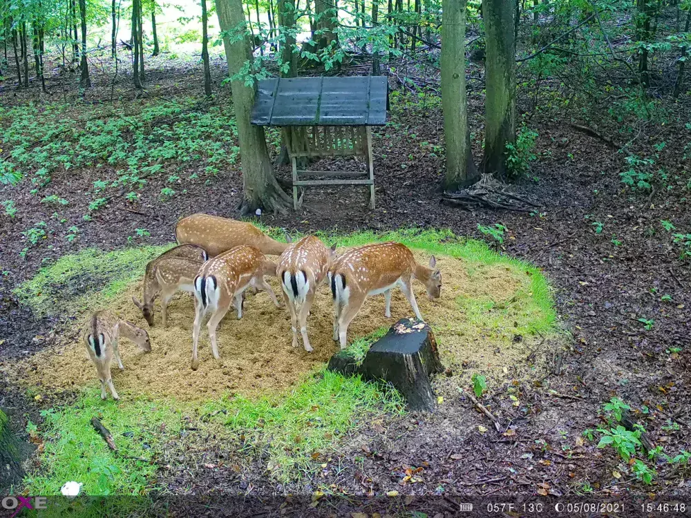 Fotopast OXE Spider 4G a binokulární noční vidění OXE DV29 + 32GB SD karta, SIM, stativ, 8ks baterií a doprava ZDARMA!