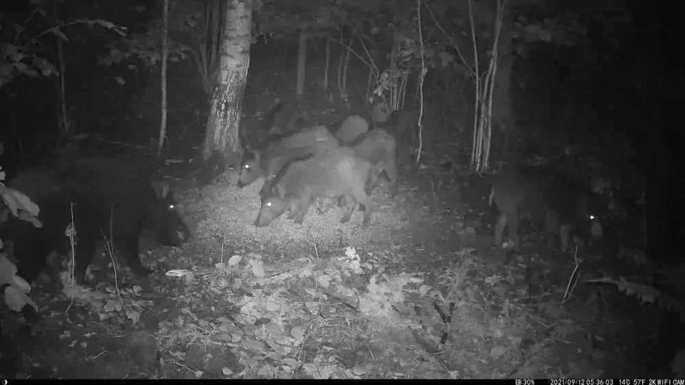 Fotopast OXE Viper a klasický dalekohed FOMEI 7-21X40 ZCF Zoom + 32GB SD karta, 4ks baterií, stativ a doprava ZDARMA!