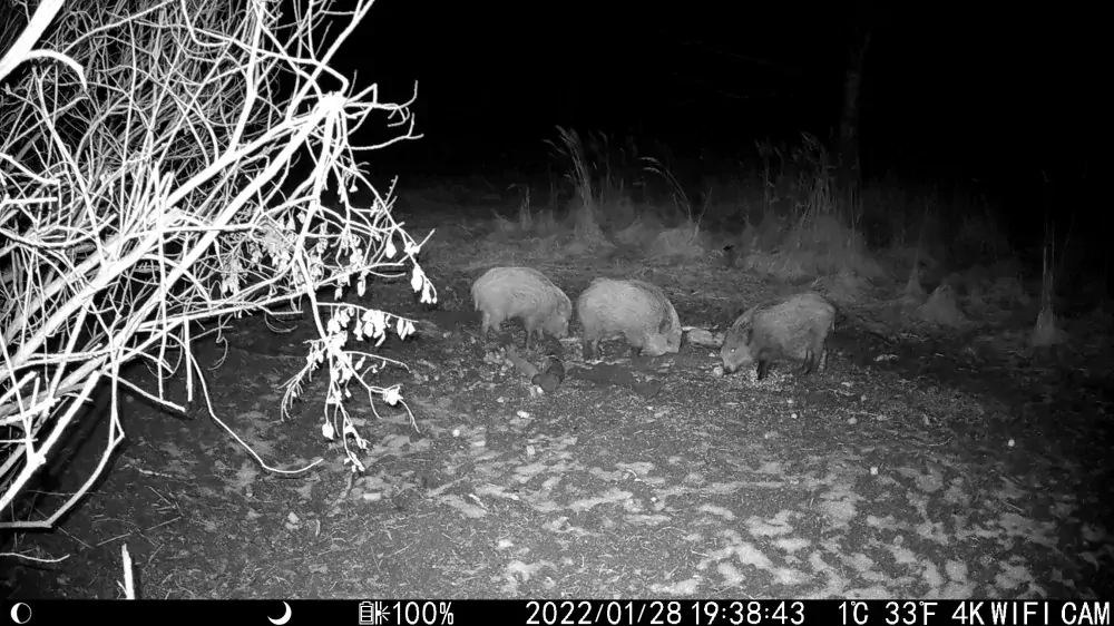 Fotopast OXE Tarantula WiFi 4K a klasický dalekohled  FOMEI 7-21X40 ZCF Zoom + 32GB SD karta, 8ks baterii, stativ a doprava ZDARMA!