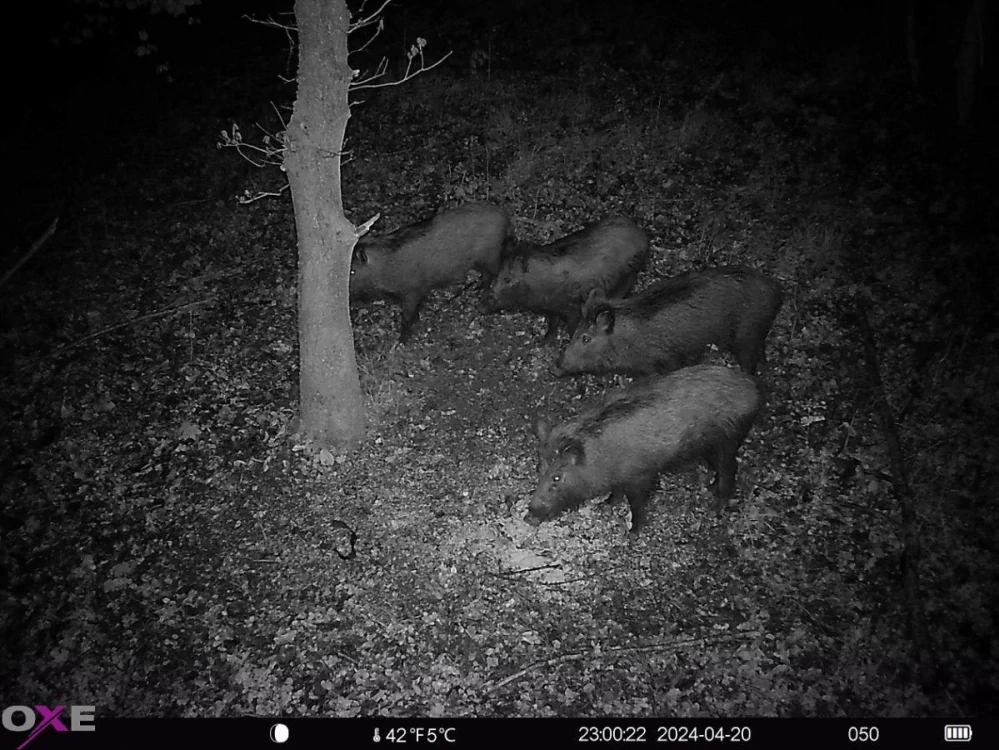 Fotopast OXE HORNET 4G, nabíječka baterií 18650 a 4ks nabíjecích baterií 18650 + 32GB SD karta, SIM a doprava ZDARMA!